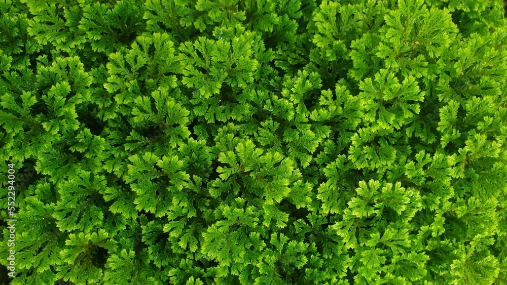 Selaginella apoda- green Spike Moss fern. Selaginella apoda- green Spike Moss fern.