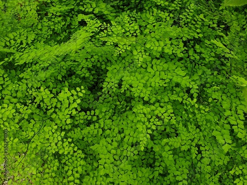 Evergreen maidenhair or Himalayan maidenhair  soft green fronds are triangular  with numerous fan-shaped segments.