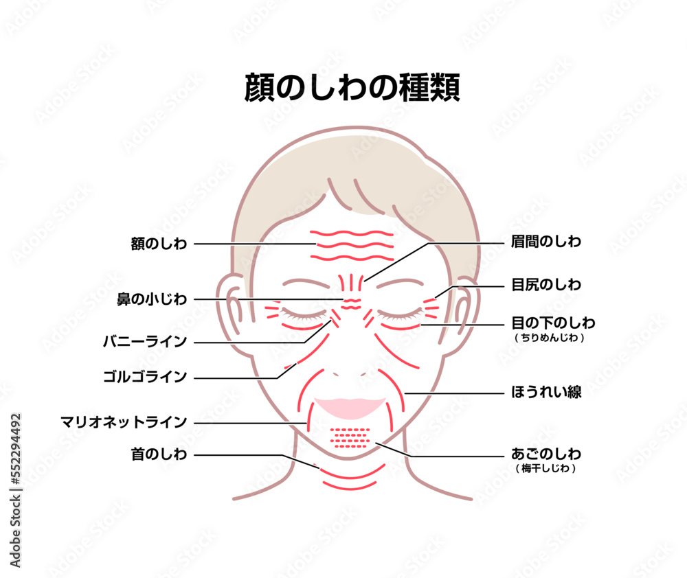Fototapeta premium 女性の顔のしわ ( 発生場所と名称 ) ベクターイラスト