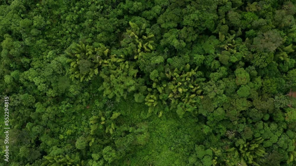 Aerial top view of natural patches of bamboo called Guadua, a green and lush view over the rainforest canopy Aerial top view of natural patches of bamboo called Guadua, a green and lush view over the rainforest canopy