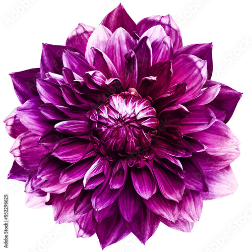 Purple   dahlia. Flower on  isolated background with clipping path.  For design.  Closeup. Transparent background. Nature.