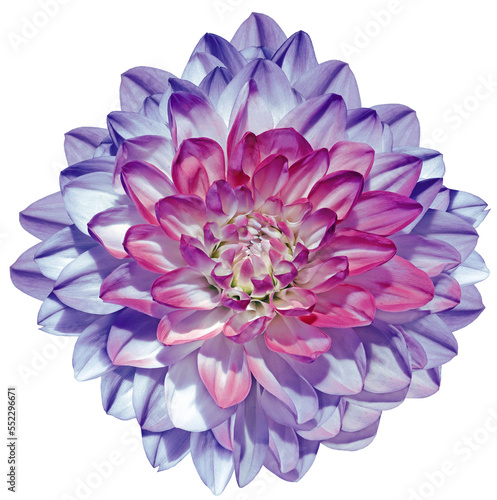 Purple  dahlia  flower  on  isolated background with clipping path. Closeup. For design. Transparent background.   Nature.