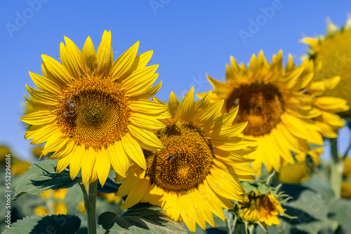 Several large young unripe yellow sunflowers  Helianthus annuus  with large sweat bees collecting nectar on inflorescences  foreground in focus  background unfocused  against bright blue summer sky