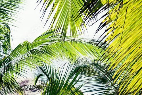 Tropical palm tree with sun light. A tropical forest. Palm leaves close up. Vacation and nature travel adventure concept.