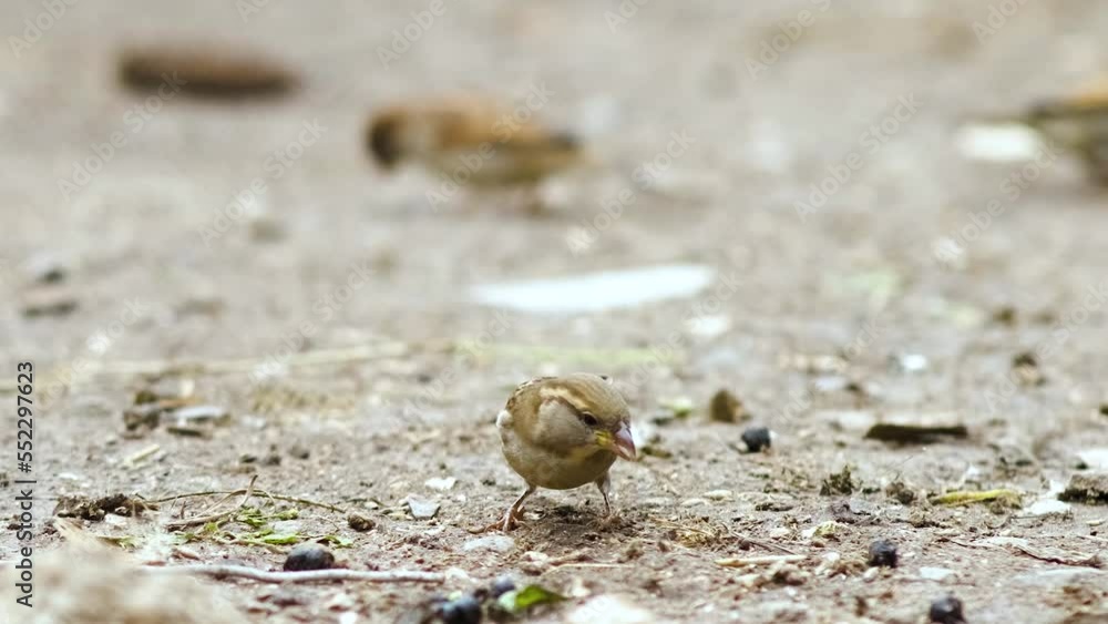 Gray little sparrow bird jumping and looking for food on farm yard Gray little sparrow bird jumping and looking for food on farm yard