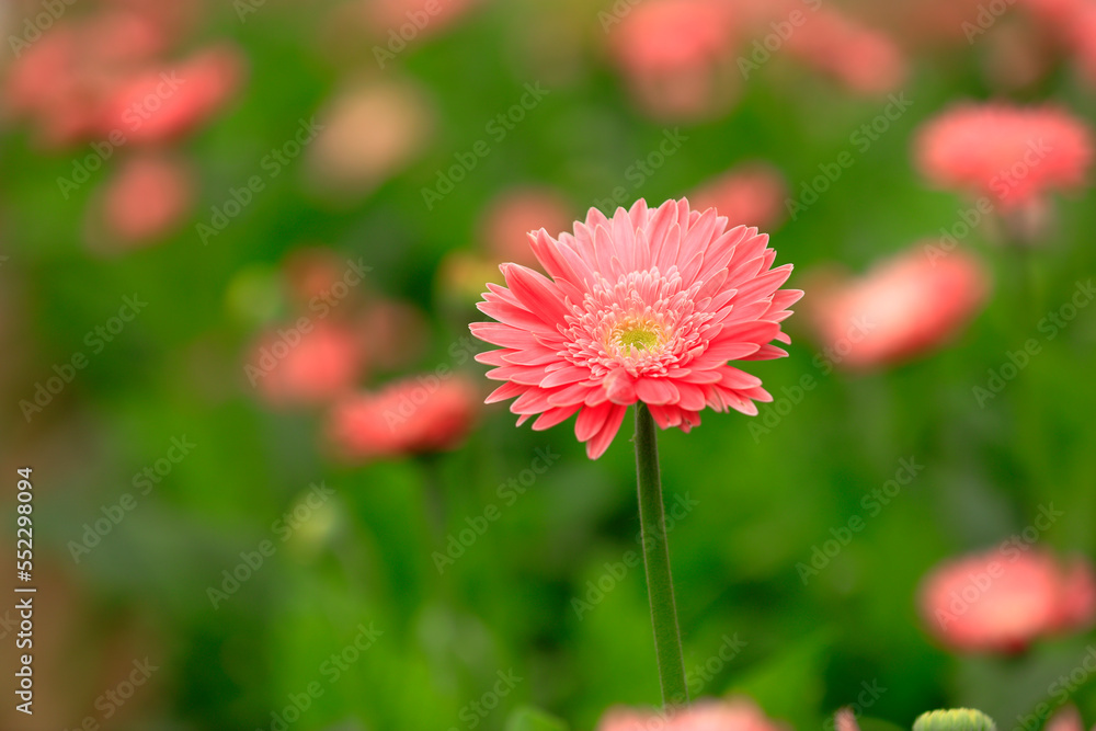 Fototapeta premium African chrysanthemum