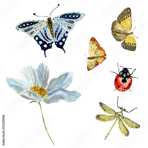 Butterfly ladybug dragonfly red blue a watercolor