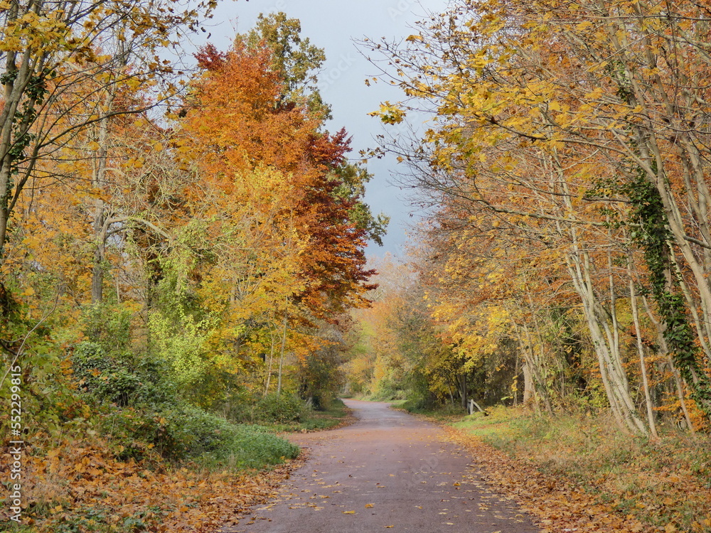 Paysage d'automne dans un bois