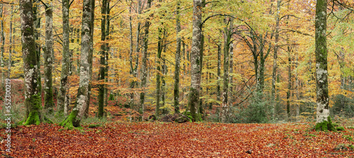 Autumn colors in the beech forests of the Aralar mountain range, Navarra, Spain