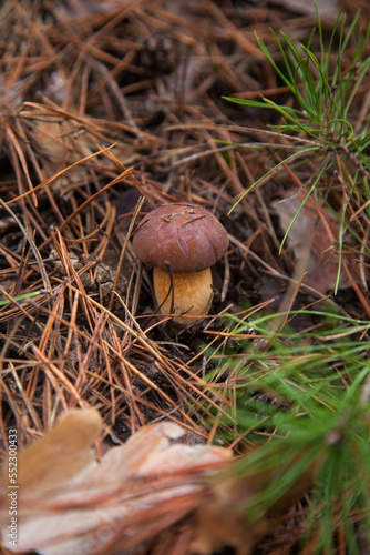 Imleria Badia or Boletus Badius commonly known as the Bay Bolete growing in pine tree forest..