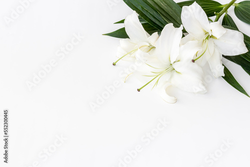 Flowers heads of white lilies. Floral mock up. Mourning or funeral background