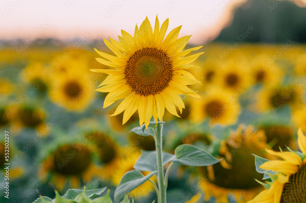 Fototapeta premium A lot of blooming sunflowers in the rays of the sun in the field.