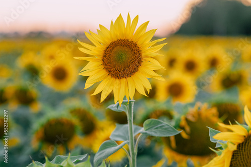 A lot of blooming sunflowers in the rays of the sun in the field.