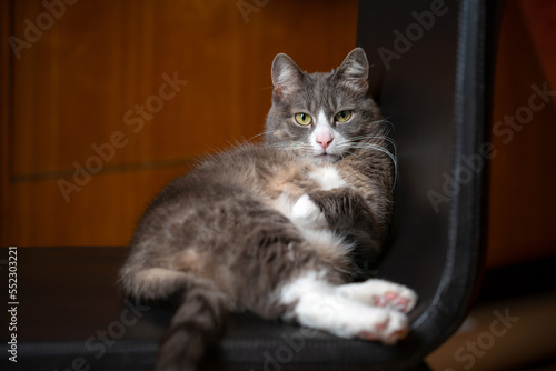 Lazy cat sitting on a chair. Funny domestic pet resting indoors.