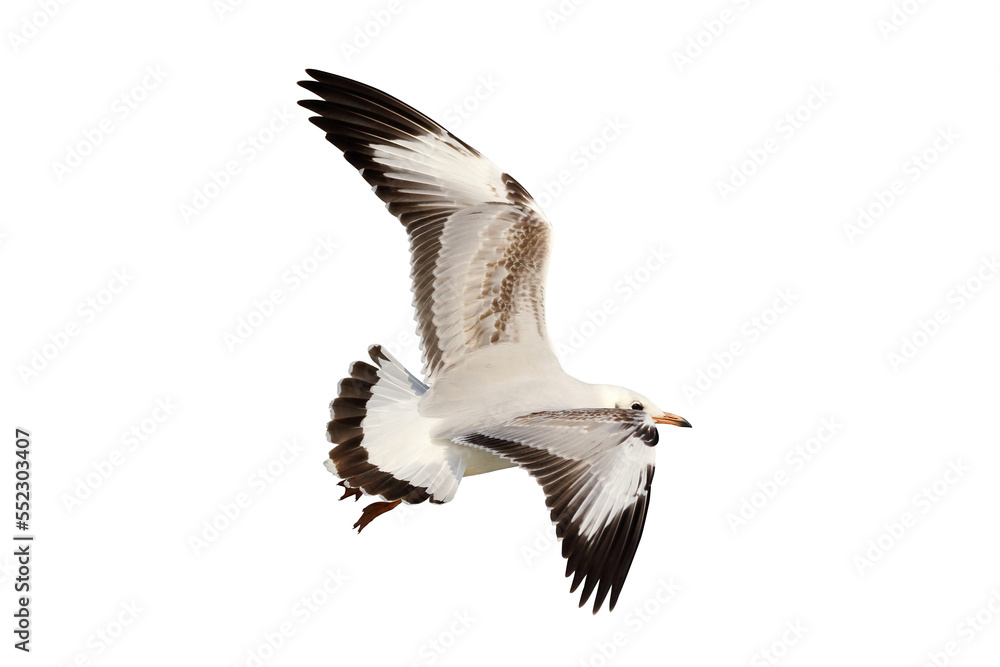 Obraz premium Beautiful seagull flying isolated on transparent background.