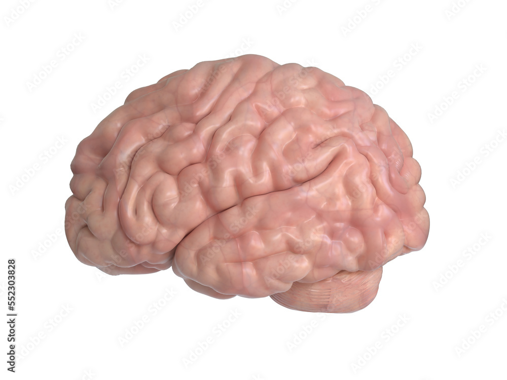 Human brain on white background 3d illustration Human brain on white background 3d illustration