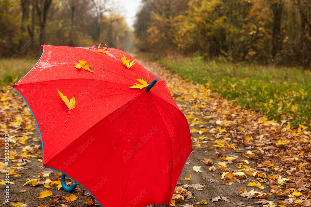 Wet red umbrella in raindrops and autumn leaves in autumn park.