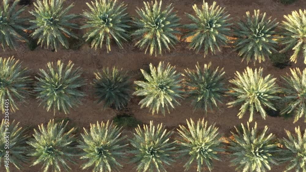 Jordan river valley green date palm groves, aerial overhead dolly in Jordan river valley green date palm groves, aerial overhead dolly in