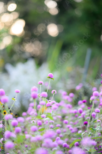 センニチコウの花 © koichi