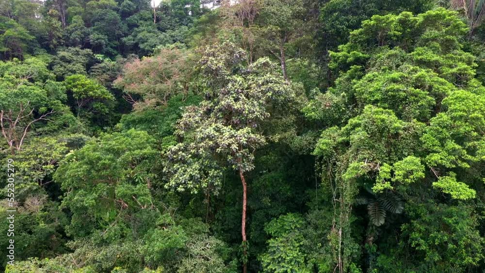 Panning view of two large tropical forest trees, amazon rainforest or nature background Panning view of two large tropical forest trees, amazon rainforest or nature background