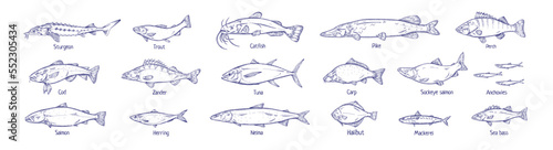 Outlined fishes, vintage drawings set. Sea and river species drawn in retro style. Contoured salmon, tuna, trout, cod, pike, perch, herring. Detailed vector illustrations isolated on white background
