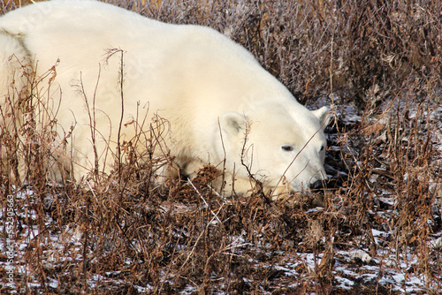 Polar bear at rest on the tundra awaiting the freezing over of Hudson Bay, Manitoba, Canada photo