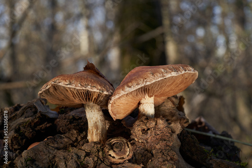 Inedible mushroom Hemipholiota populnea on the wood. Known as Destructive Pholiota. Two wild mushrooms in the floodplain forest, sunny day. photo