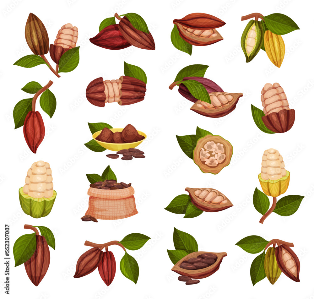 Brown Cocoa Beans in Pod as Organic Plant and Natural Food Big Vector Set Brown Cocoa Beans in Pod as Organic Plant and Natural Food Big Vector Set