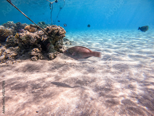Close up view of Hipposcarus longiceps or Longnose Parrotfish (Hipposcarus Harid) at coral reef.. © kostik2photo