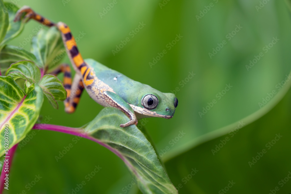 Phyllomedusa hypochondrialis climbing on green leaves Phyllomedusa hypochondrialis climbing on green leaves