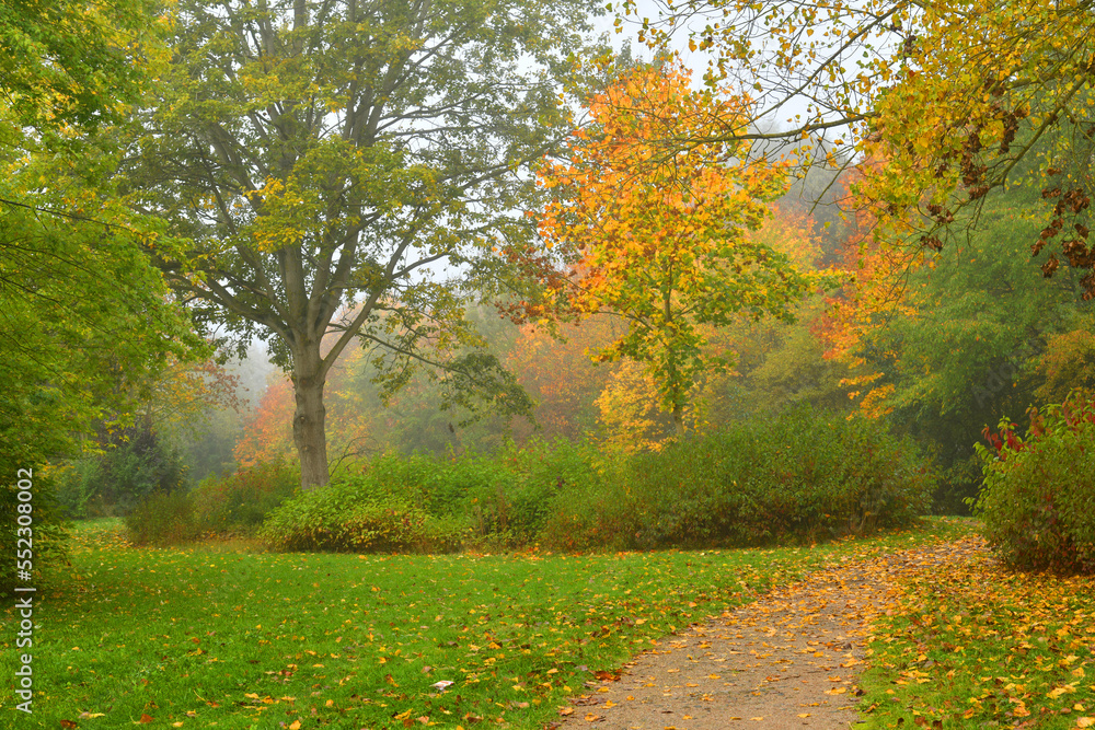 Fototapeta premium Autumn landscape. Foggy autumn park alley. Trees with colorful leaves. 