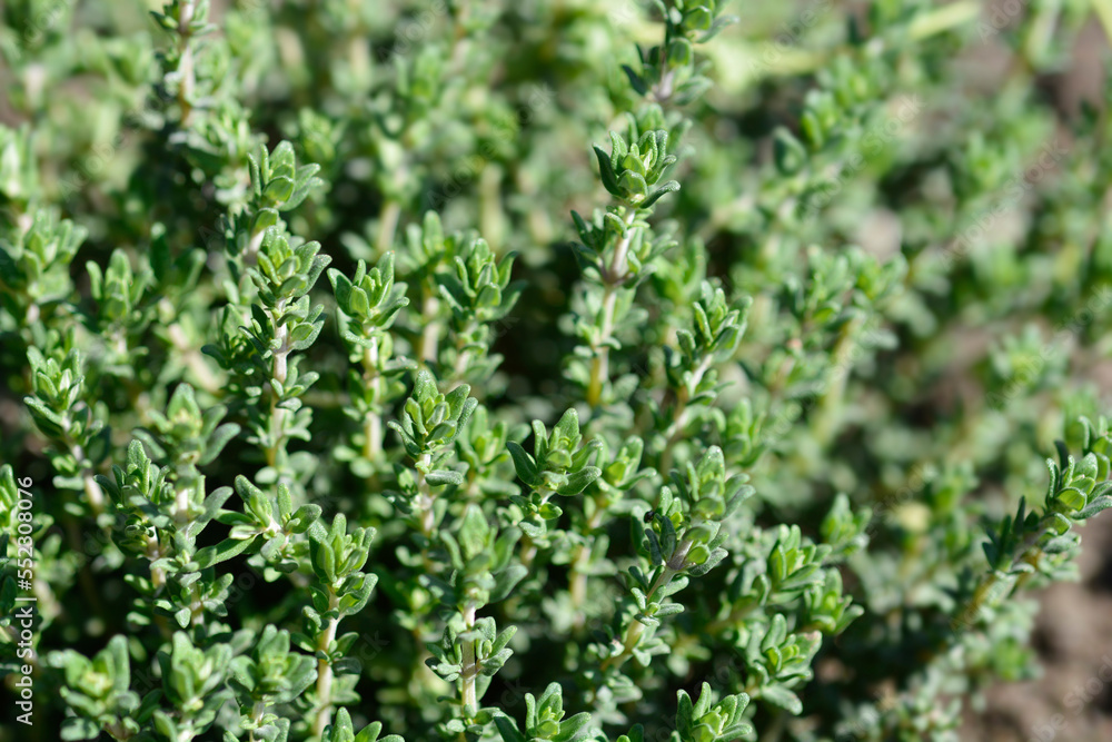 Faustini thyme green leaves Faustini thyme green leaves