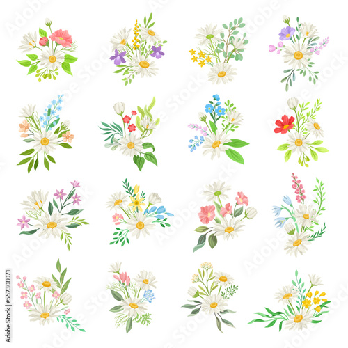 Daisy Flowers and Meadow Flora Compositions Big Vector Set