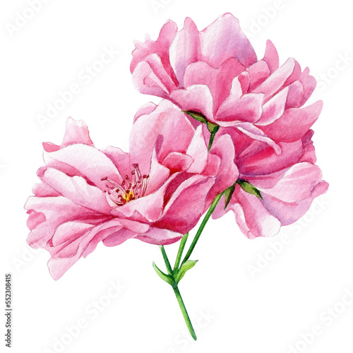 Pink flower. Sakura bloom on a white background, watercolor botanical painting, hand drawing 