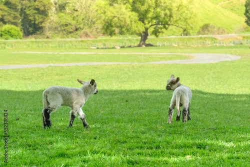Lambs play in a field of grass with one looking back during a sunny spring day in New Zealand