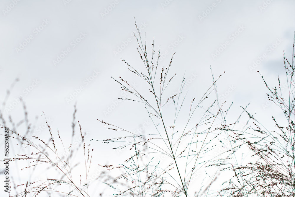 Pampas grass. Reed. Abstract natural background.
Pampas grass. Reed. Abstract natural background.