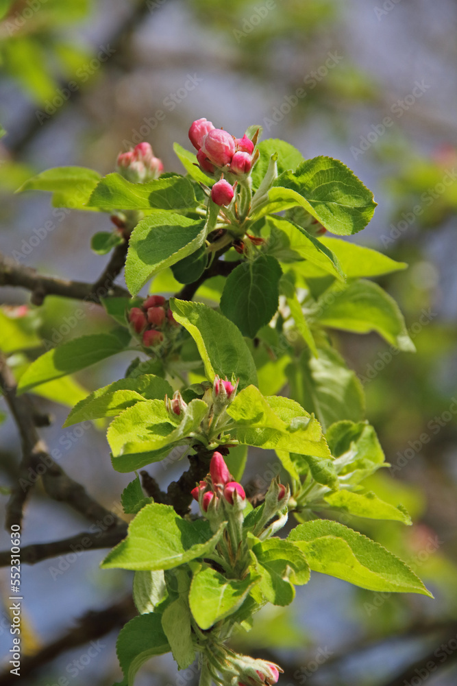 Obraz premium Apfelblüten