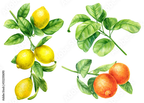 set of branches lemon, tangerine on a white background, watercolor painting, hand drawing