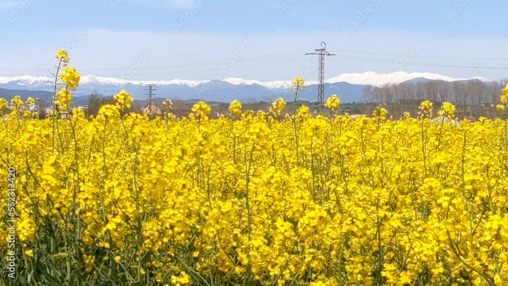 Beautiful blooming rapeseed field, springtime. Catalonia, Spain Beautiful blooming rapeseed field, springtime. Catalonia, Spain