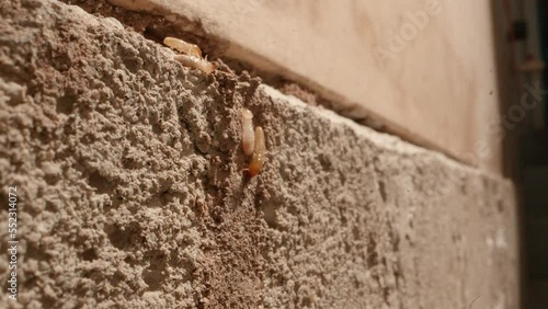 A couple of termites climbing to a  termite colony in the walls of a garage in a home shot on a Super Macro lens almost National Geographic style. photo