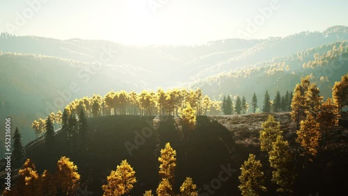 Beautiful landscape of a golden yellow and green forest photo