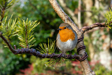 Robin redbreast (Erithacus rubecula) bird a British European garden songbird with a red or orange breast often found on Christmas cards, stock photo image