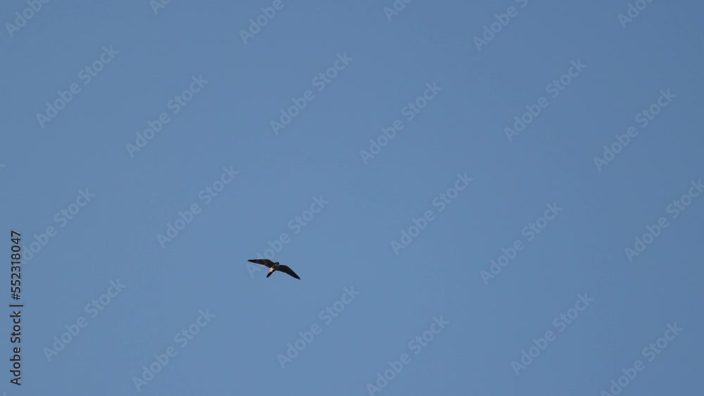 falcon flying high in the sky slow motion falcon flying high in the sky slow motion