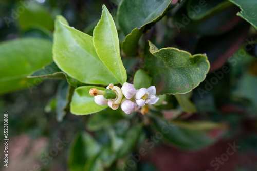 White flower buds of lemon tree with yellow stamen on branch with green leaves and blurred background