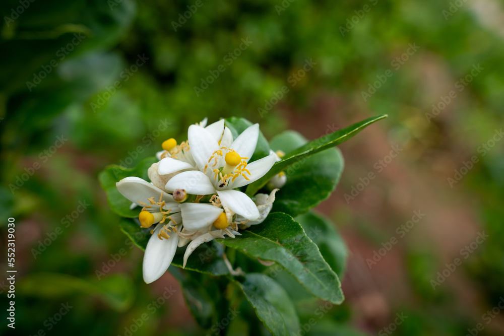 White flower buds of lemon tree with yellow stamen on branch with green leaves and blurred background White flower buds of lemon tree with yellow stamen on branch with green leaves and blurred background