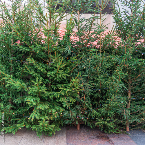 A row of slender green fir trees with a Christmas tree market in a European city. Sale of Christmas trees in European cities on the eve of the New Year celebration  traditions of celebrating Christmas