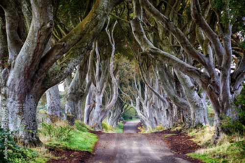 dark hedges in irland - game of thron photo