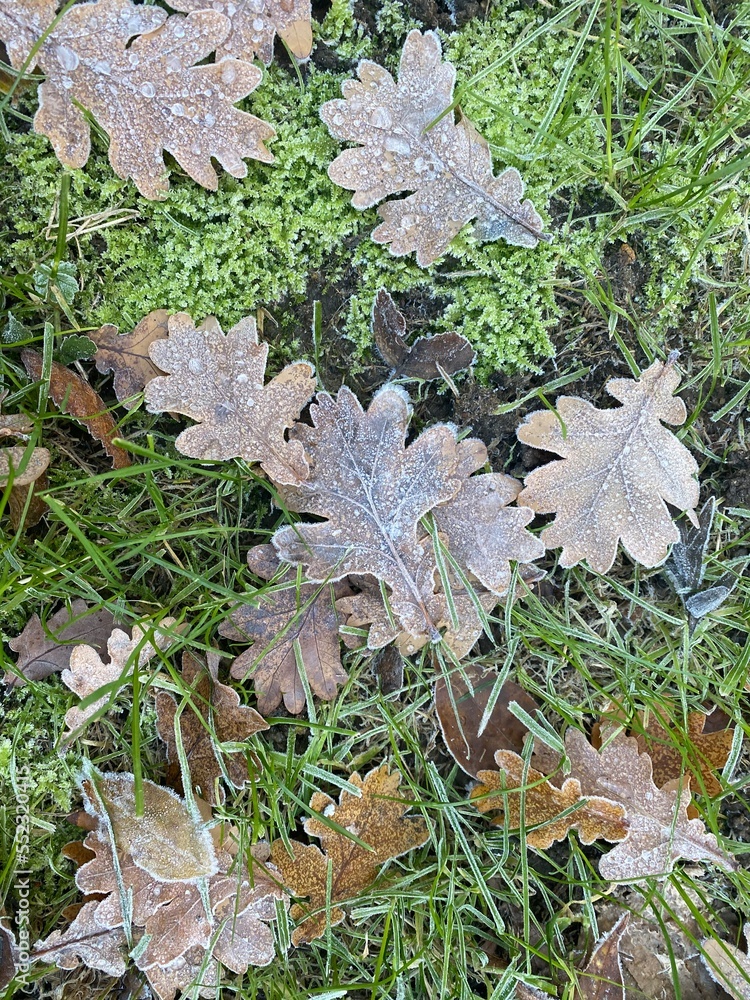 leaves in snow