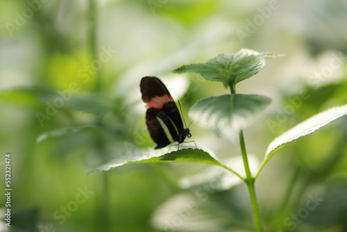 butterfly on a flower