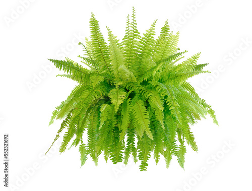 Boston fern (Nephrolepis exaltata Bostoniensis) growing in pot. Beautiful fresh green Common sword ferns hang on the wall for office or home decoration, green houseplant isolated on white background photo